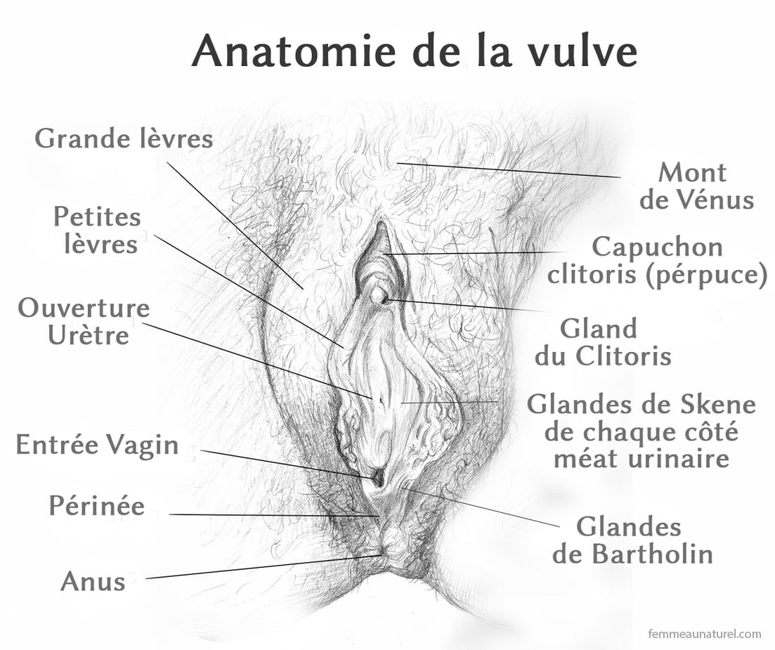 anatomie vulve
