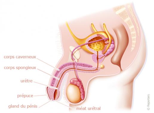 anatomie pénis