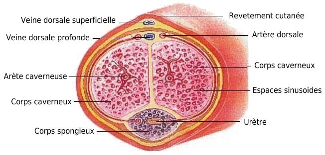 anatomie pénis