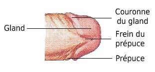 anatomie gland