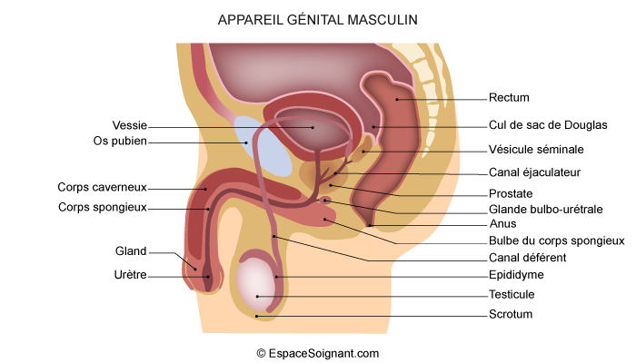 Physiologie de l'appareil reproducteur masculin